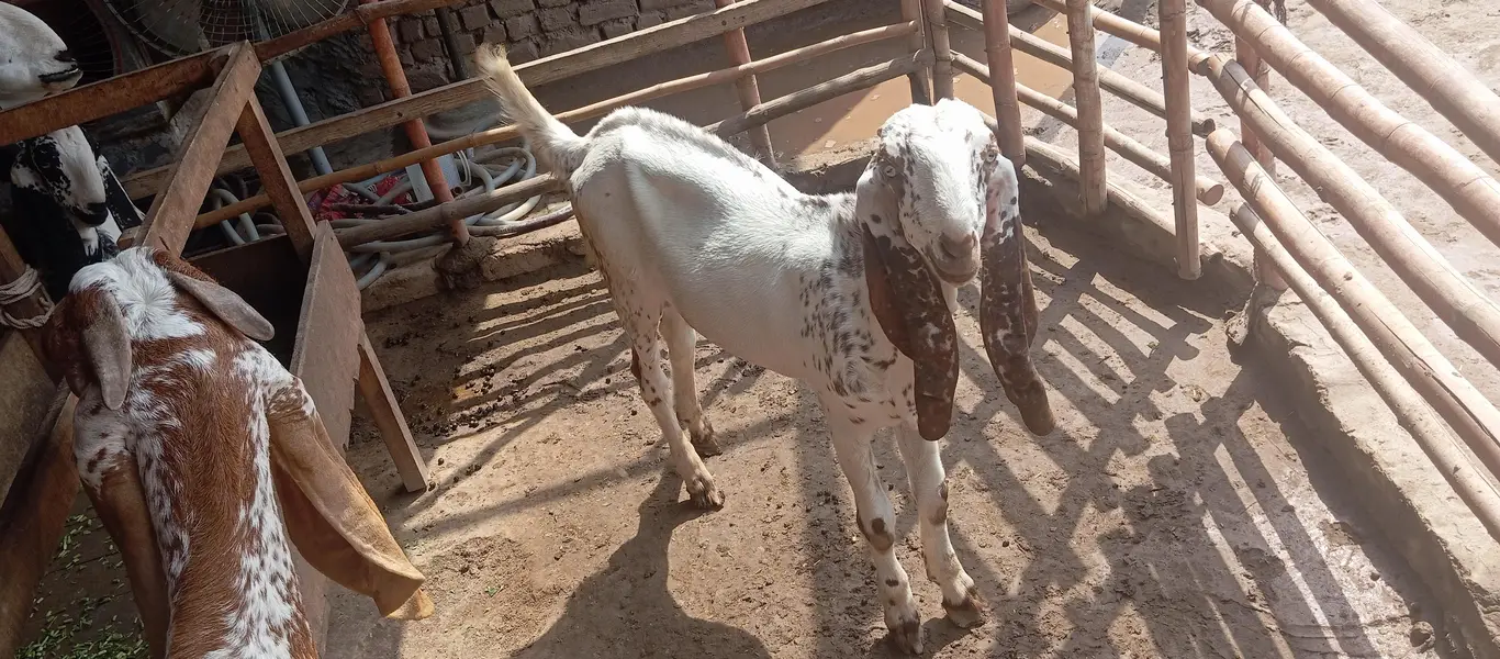 Makhi cheni Bakria or bakry available for sale — photo 12
