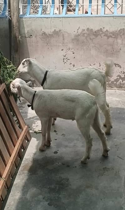 Teddy Bakry Pair