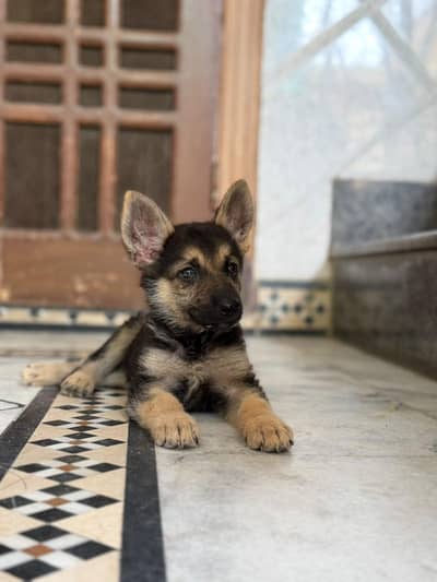 German Shepherd Femal Available for Sale