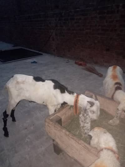 dumba chatray Bakra for sale