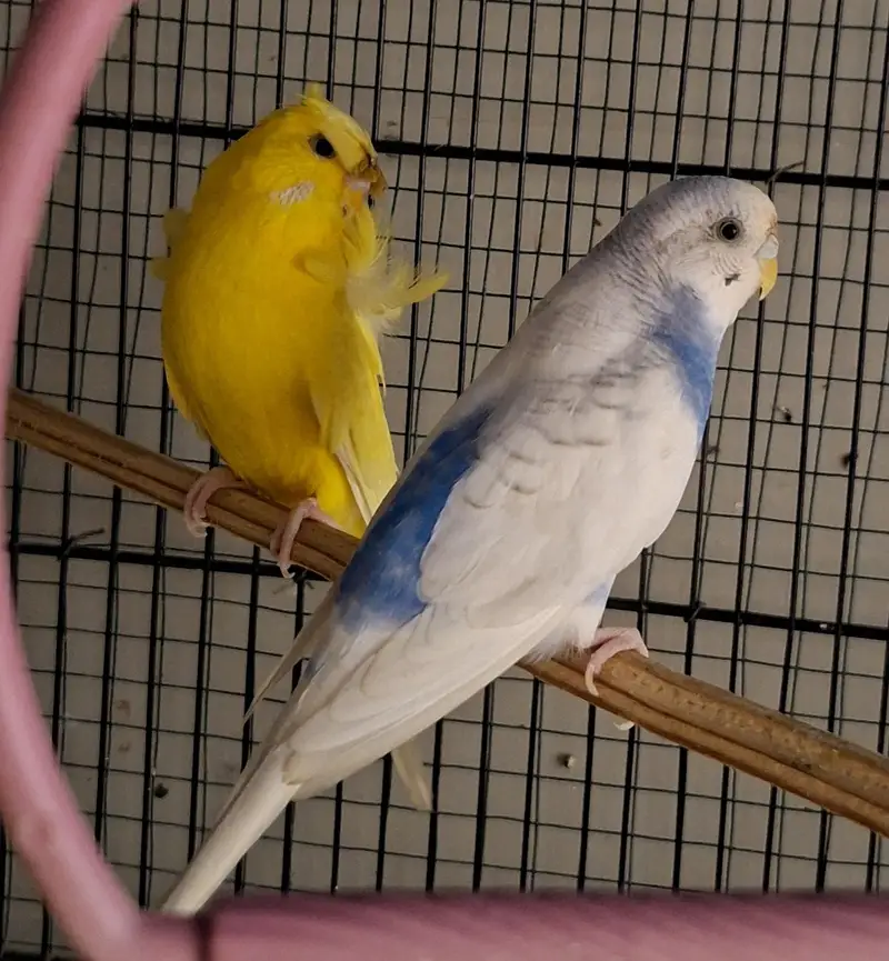 hogoromo birds — photo 3