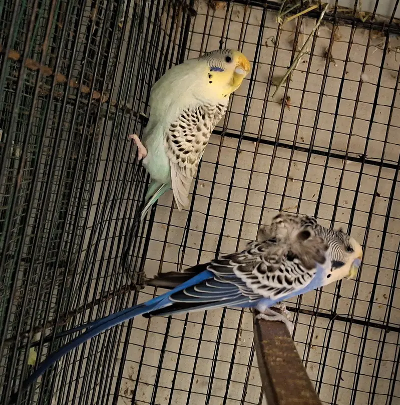 hogoromo birds — photo 5