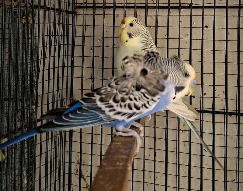 hogoromo birds — photo 7