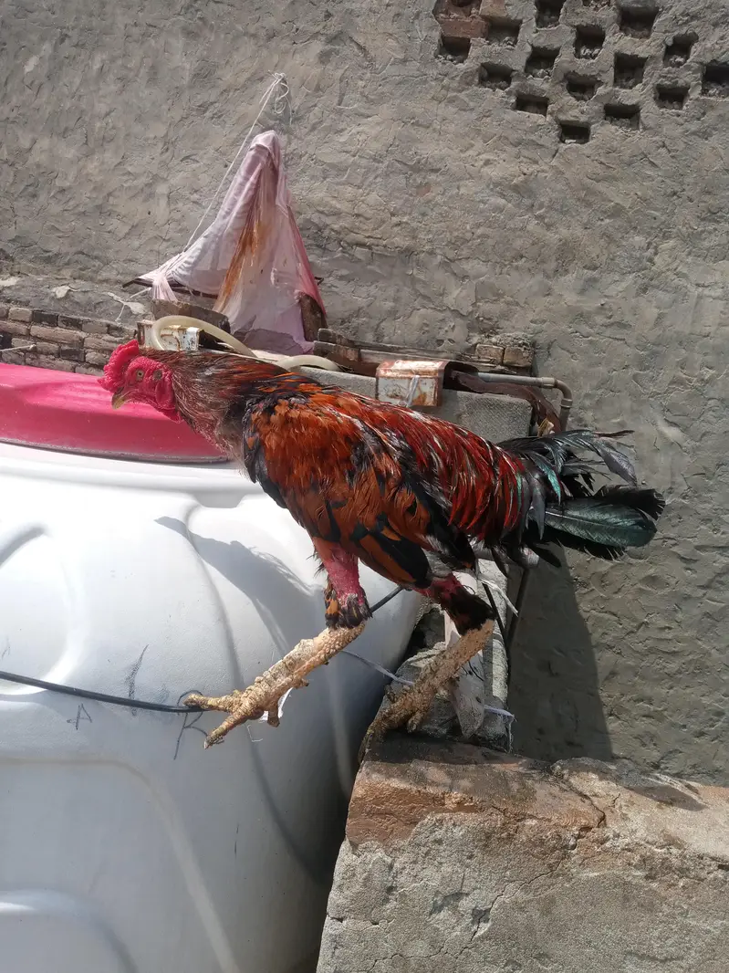 pure aseel — photo 2