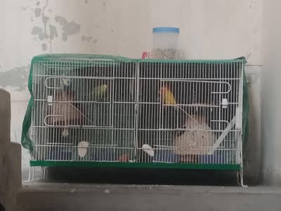 LOVE BIRDS AND BAJRI