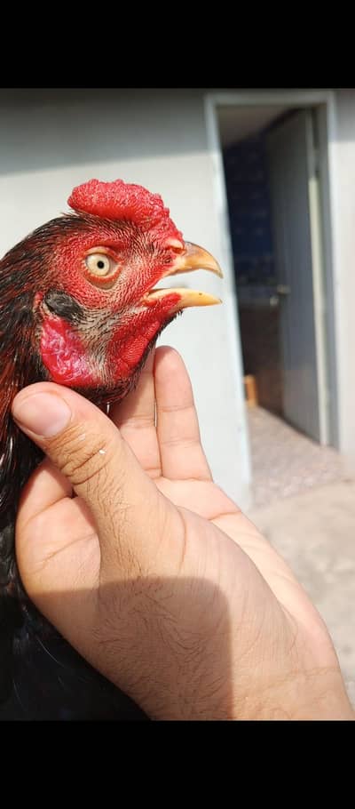 parmoz aseel patha available for sale or exchange with breeder male