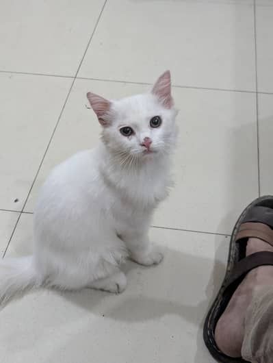 cat for Sale