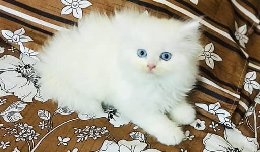 Furrballs friends