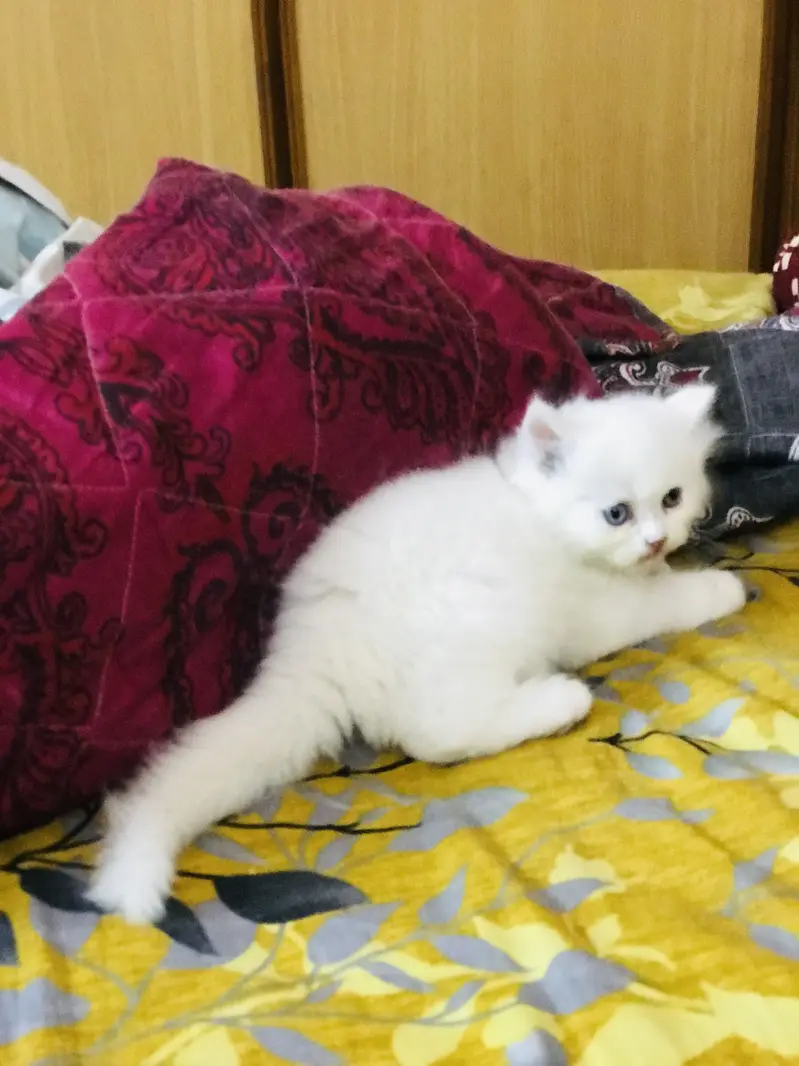 Furrballs friends — photo 4