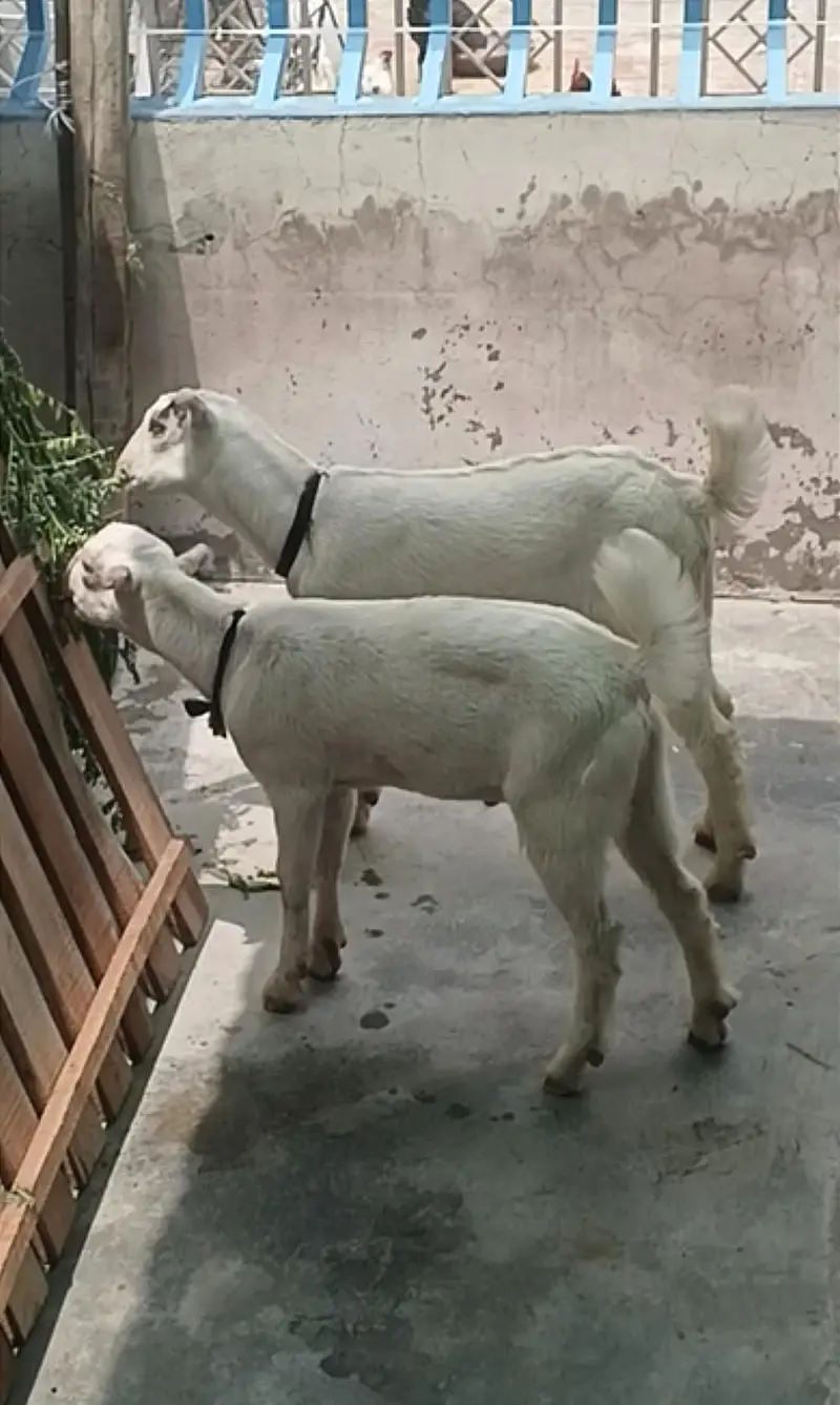 Teedy Bakry jora maleFor Sale