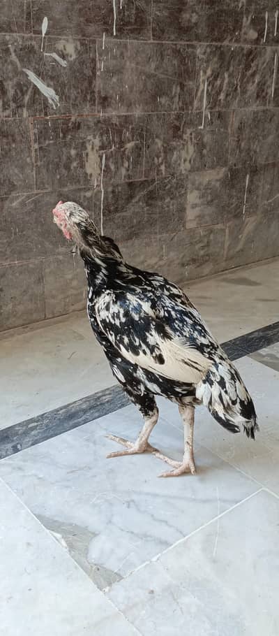 Aseel Murge And Fancy Hens For Sale
