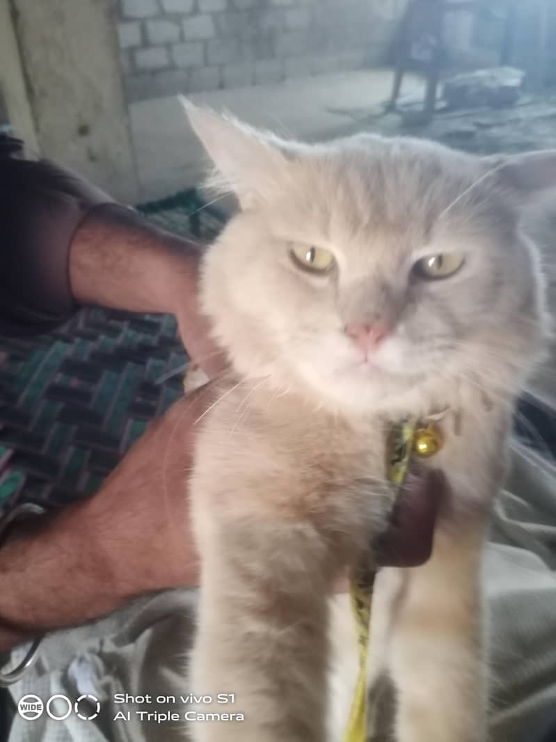 persion Cat 0
