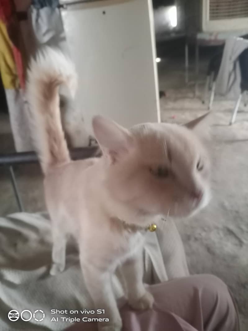 persion Cat 1