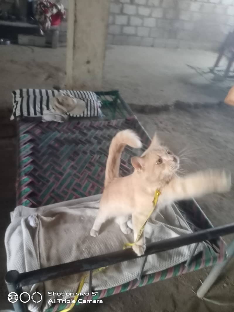persion Cat 2