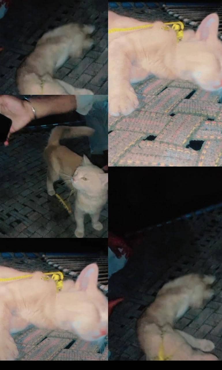 persion Cat 3