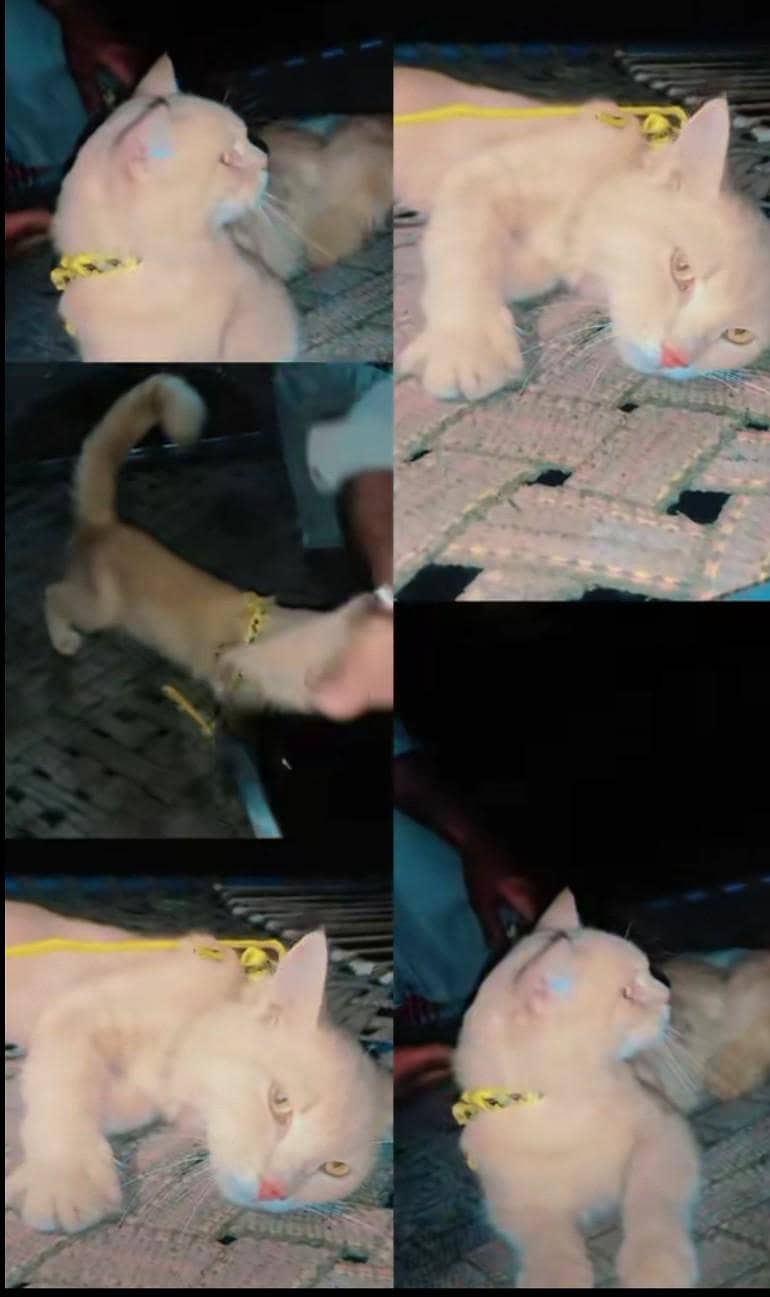 persion Cat 4