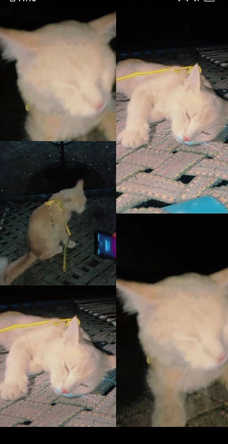 persion Cat 5
