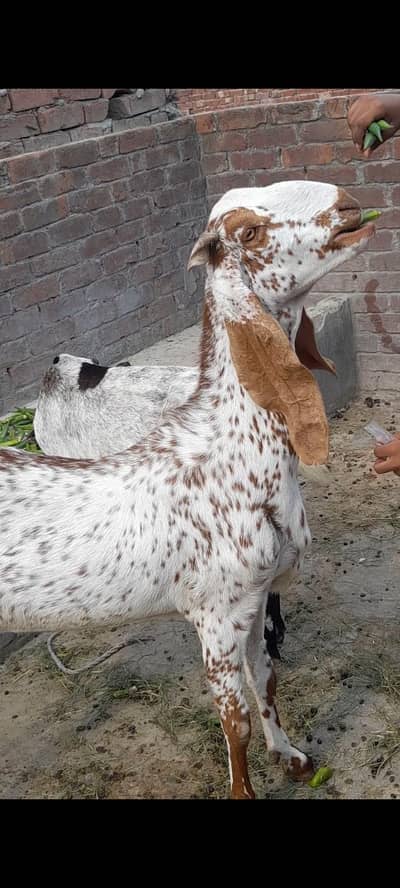 dasi makhi cheeni bakri 03098289032