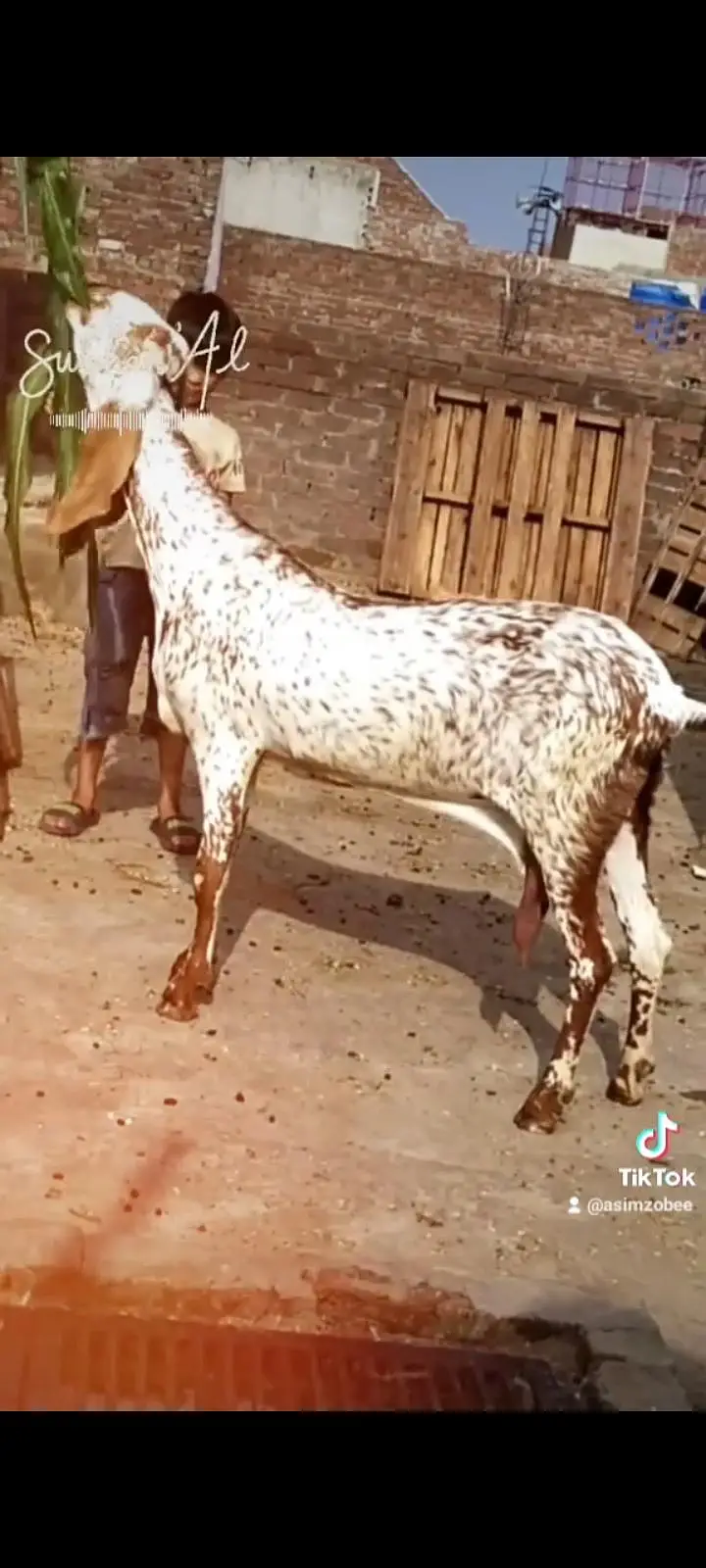 dasi makhi cheeni bakri 03098289032 — photo 2