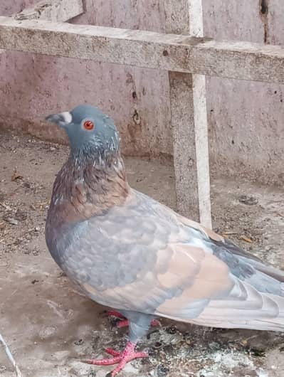 hiy Flayer pigeon breeder pair