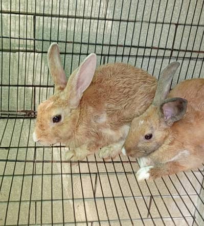 Palmino Black White and Brown mix Rabbit