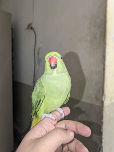 طوطا parrot