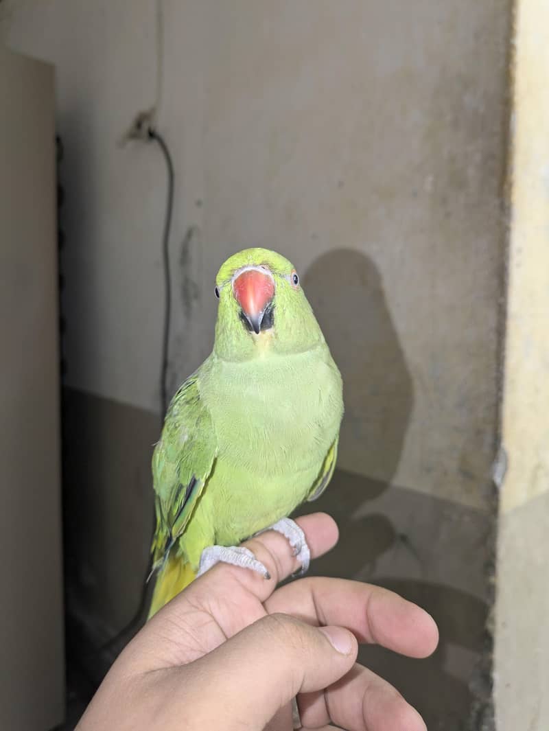 طوطا parrot 0