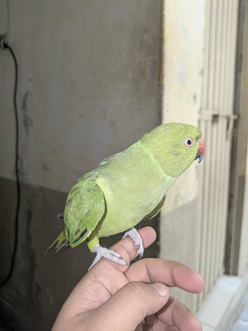 طوطا parrot 1