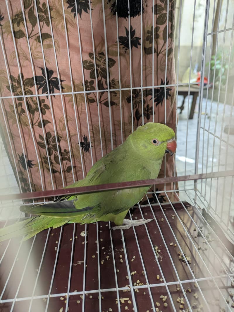 طوطا parrot 2