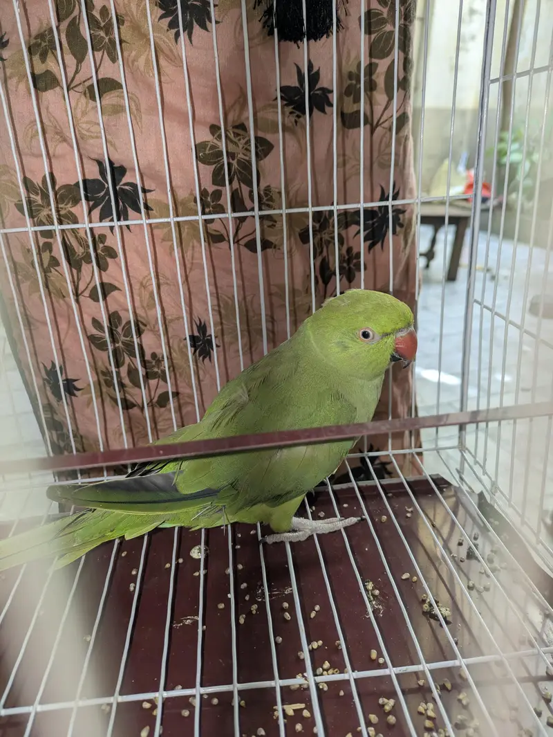طوطا parrot — photo 3