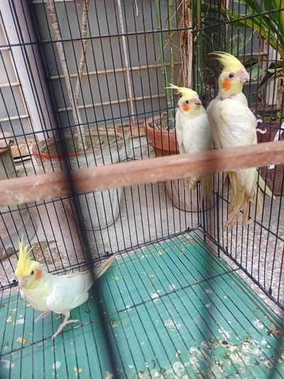 cocktails