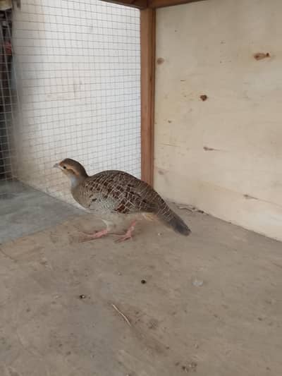 dkni bredr Madi 03446294908 cage price 16000