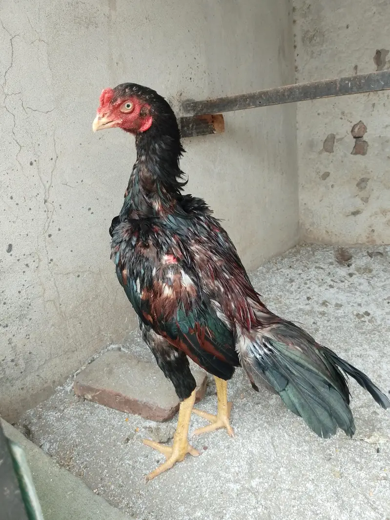 high quality aseel patha vvvip quality burf — photo 2