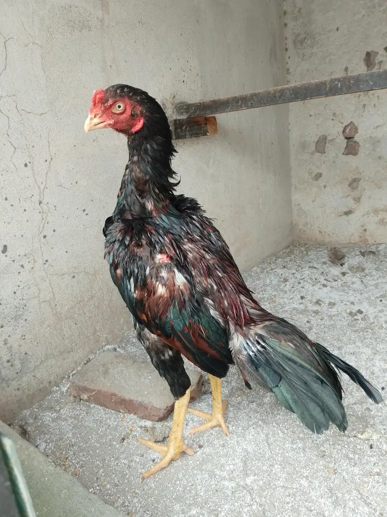 high quality aseel patha vvvip quality burf — photo 3
