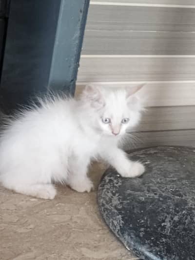 Russian cat male