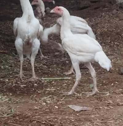 Hera aseel chikes 3 WhatsApp 03446810042