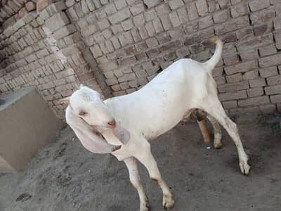 Desi Bakra Urgent For Sale/ 03242704015