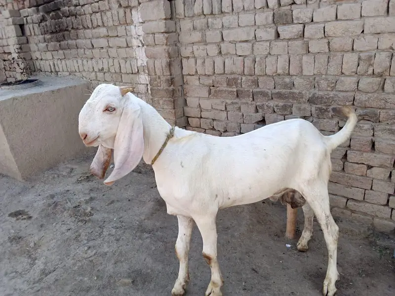 Desi Bakra Urgent For Sale/ 03242704015 — photo 3