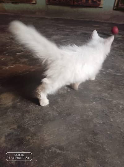 Persian cat baby