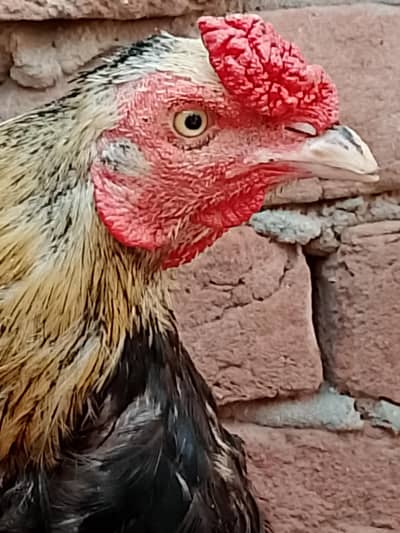 Aseel hen pair for sale