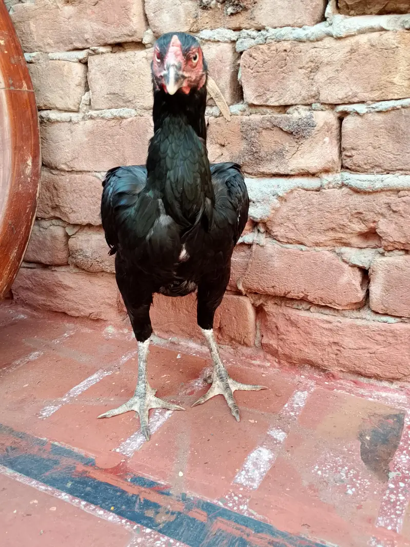 Aseel hen pair for sale — photo 2