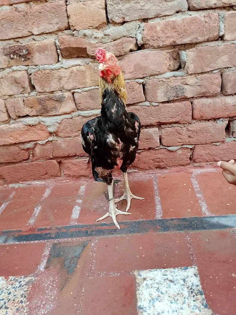 Aseel hen pair for sale — photo 3