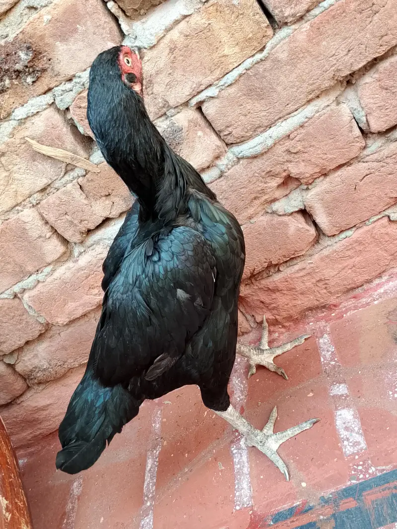 Aseel hen pair for sale — photo 4