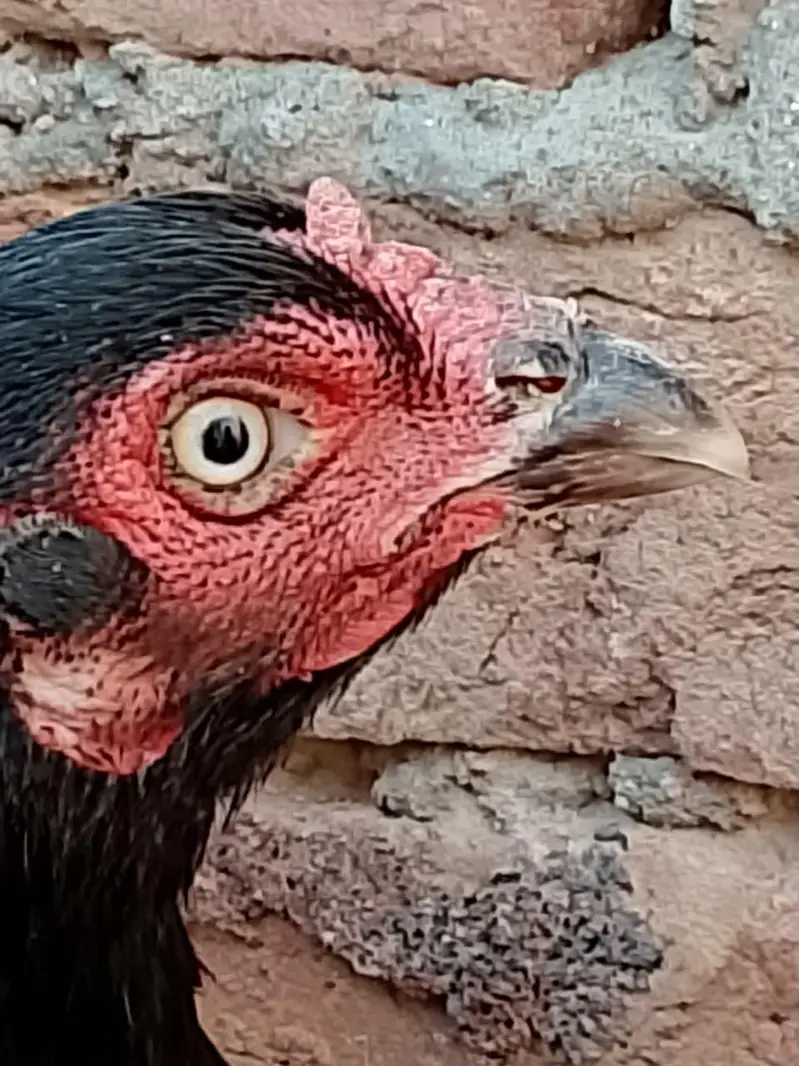 Aseel hen pair for sale — photo 5