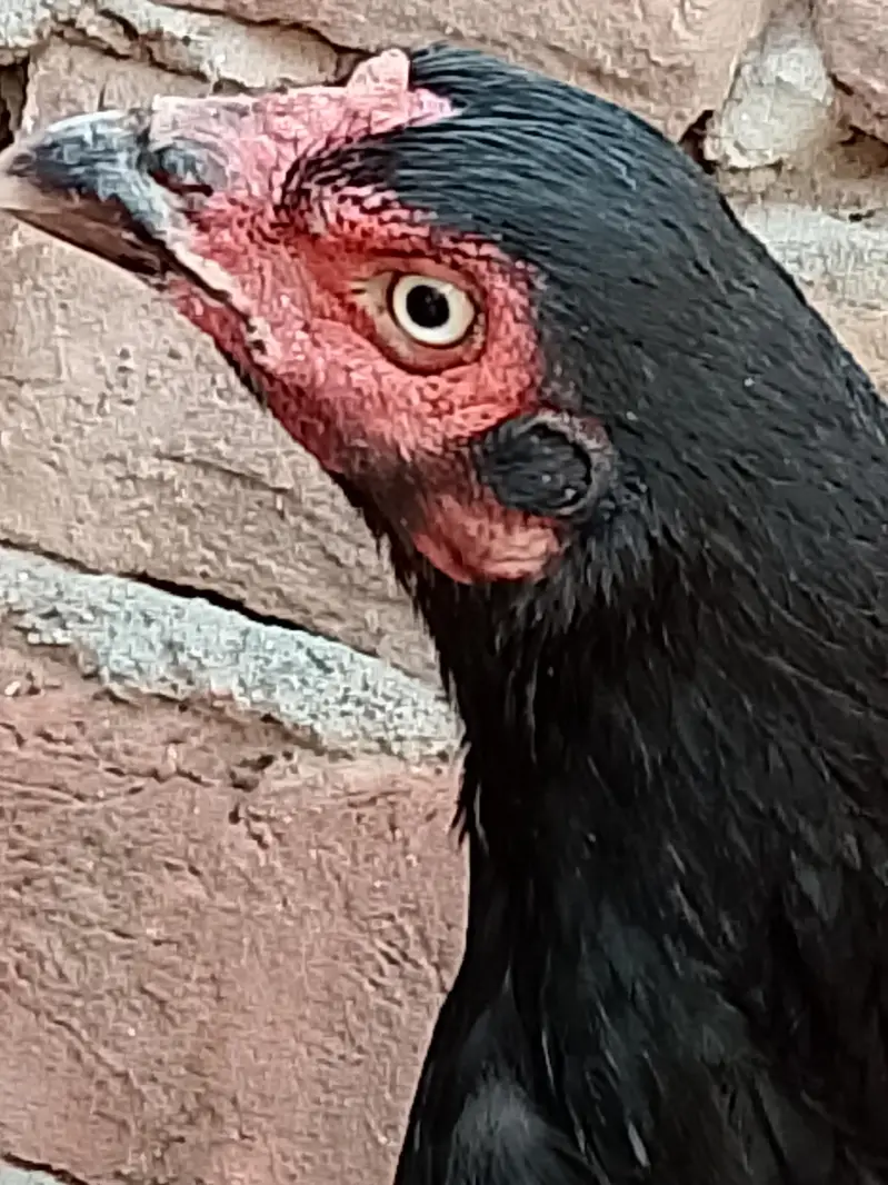 Aseel hen pair for sale — photo 6