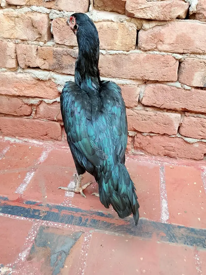 Aseel hen pair for sale — photo 7