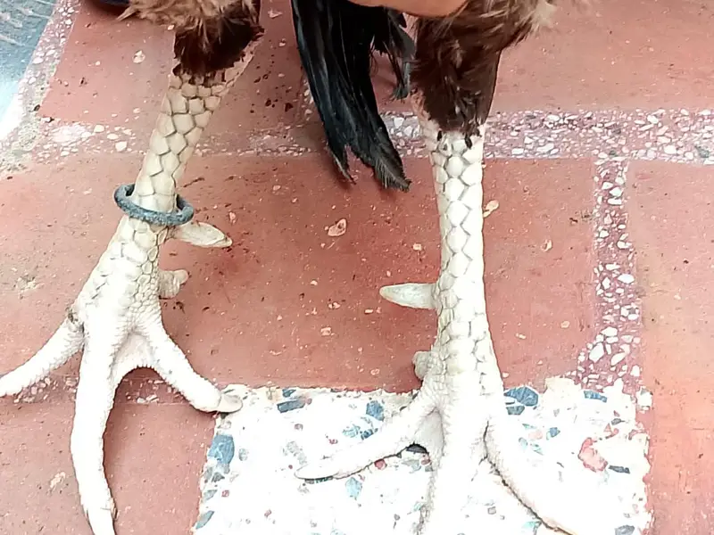 Aseel hen pair for sale — photo 10