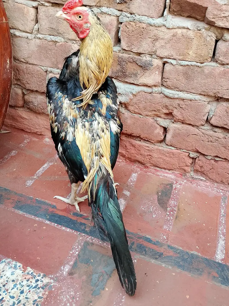 Aseel hen pair for sale — photo 11