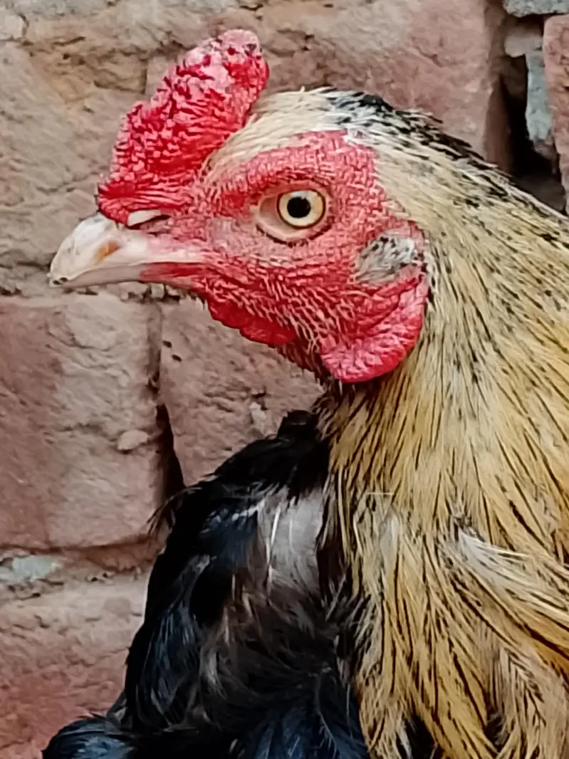 Aseel hen pair for sale — photo 12