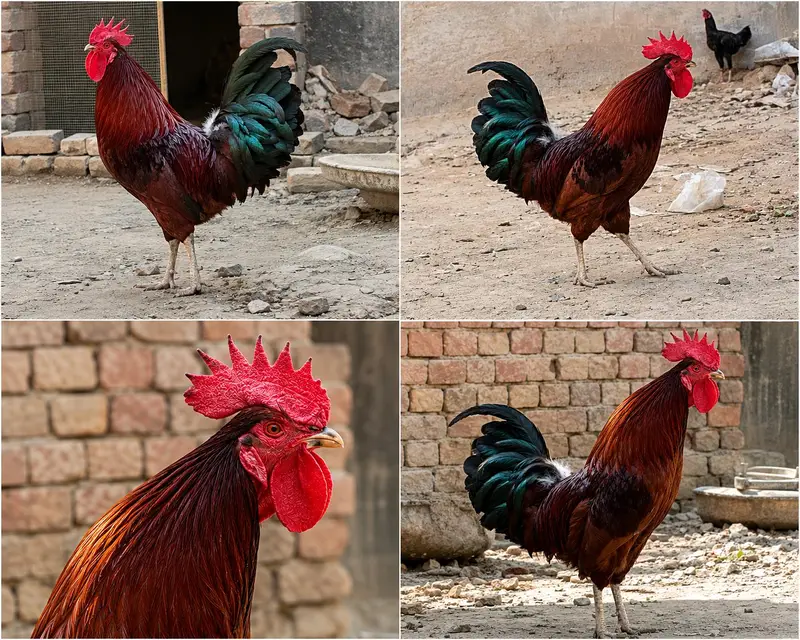 Breaker murga for sale — photo 2